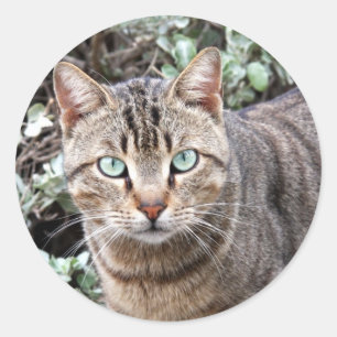 Grüne mit Augen Tabby Katze Große Aufkleber