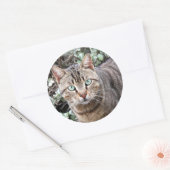 Grüne mit Augen Tabby Katze Große Aufkleber (Umschlag)