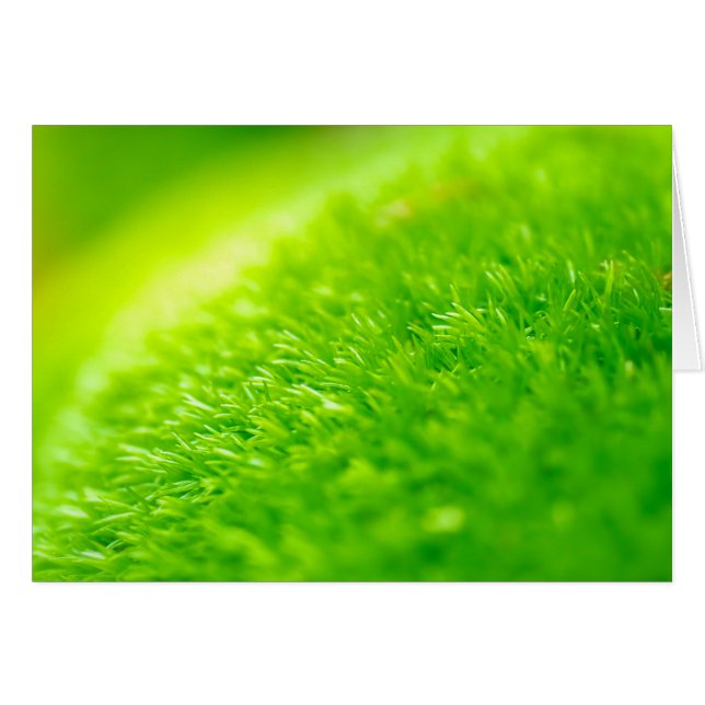 Grüne Moos (Vorderseite (Horizontal))