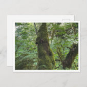 Grüne Moos Postkarte (Vorne/Hinten)