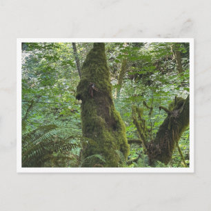 Grüne Moos Postkarte