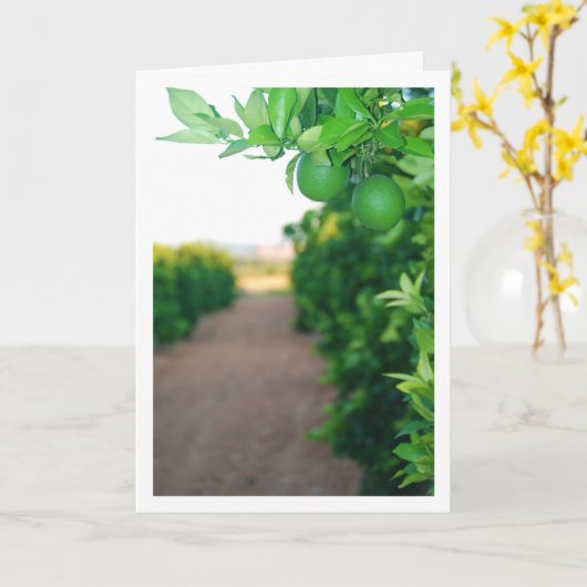 Grüne Orangen auf Baumportrait Karte (Gelbe Blume)