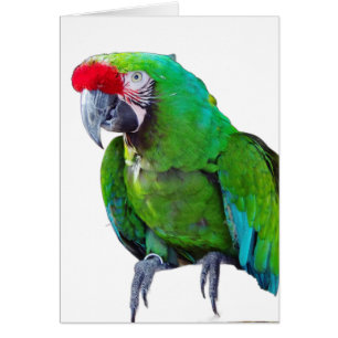 Grüne Papagei-Grußkarte