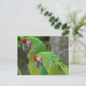 Grüne Papageien Postkarte (Stehend Vorderseite)