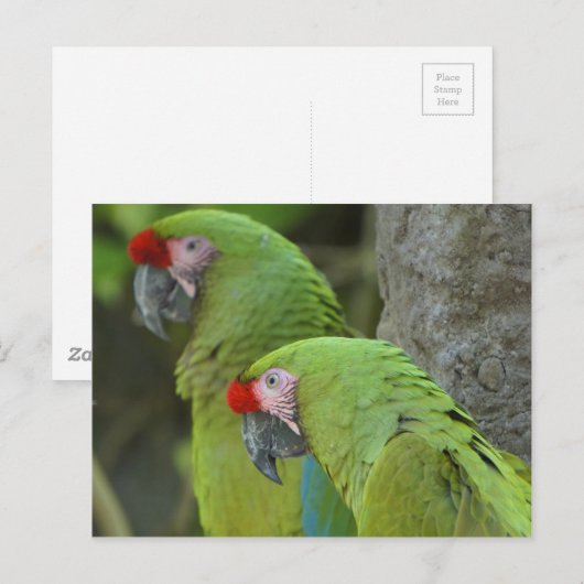 Grüne Papageien Postkarte (Vorne/Hinten)