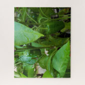 Grüne Paprikaschoten Puzzle (Vertikal)