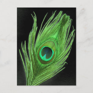 Grüne Pfauenfeder für Schwarz Postkarte