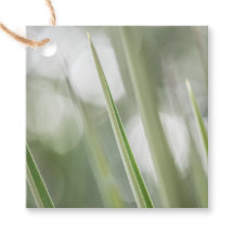 Grüne Pflanze Natur Foto