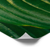 Grüne Pflanze Poster (Ecke)