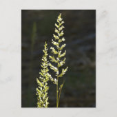 Grüne Pflanze Postkarte (Vorderseite)