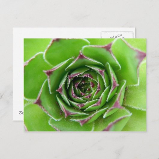 Grüne Pflanze Postkarte (Vorne/Hinten)