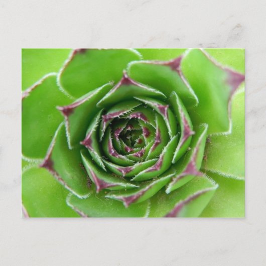 Grüne Pflanze Postkarte (Vorderseite)