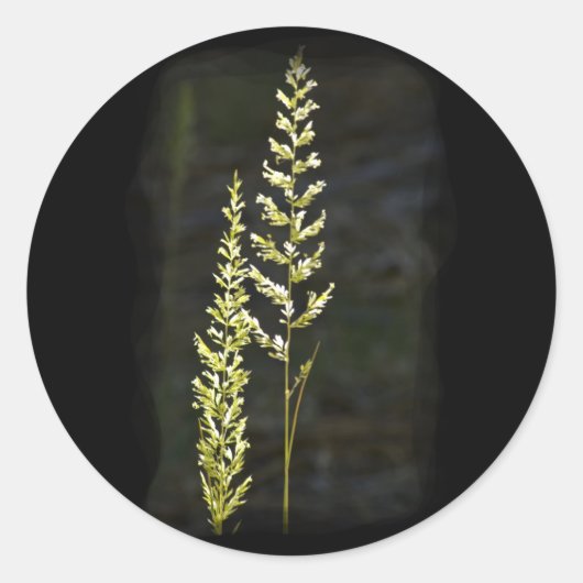 Grüne Pflanze Runder Aufkleber (Vorderseite)