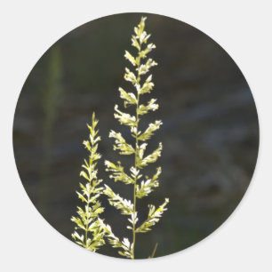 Grüne Pflanze Runder Aufkleber