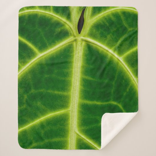 grüne Pflanze Sherpadecke (Vorderseite)