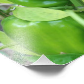 Grüne pflanzliche Paprikaschoten 10x8 Fotodruck (Ecke)