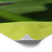 Grüne Pitcher-Pflanze Poster (Ecke)