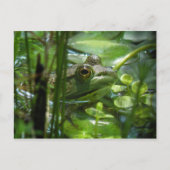 Grüne Pond Frosch Postcard Postkarte (Vorderseite)