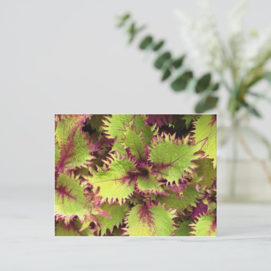 Grüne Postkarte (Stehend Vorderseite)