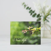 Grüne Postkarten (Stehend Vorderseite)