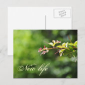 Grüne Postkarten (Vorne/Hinten)