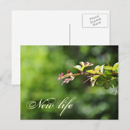 Grüne Postkarten (Vorne/Hinten)