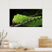 Grüne Raupe Poster (Küche)