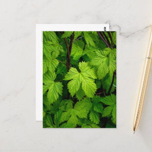 Grüne Reben Postkarte