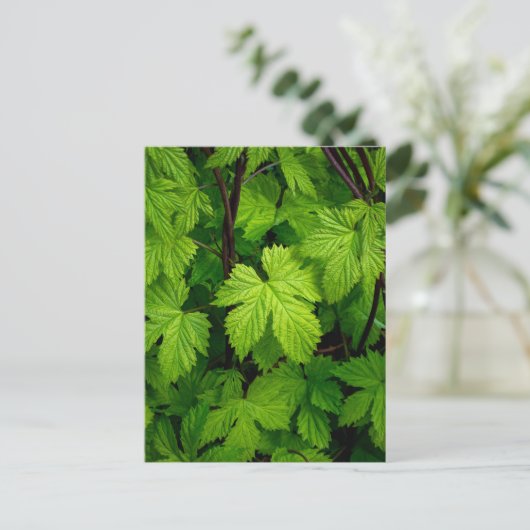 Grüne Reben Postkarte (Stehend Vorderseite)