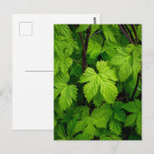 Grüne Reben Postkarte (Vorne/Hinten)