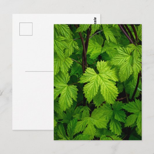 Grüne Reben Postkarte (Vorne/Hinten)