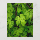 Grüne Reben Postkarte (Vorderseite)