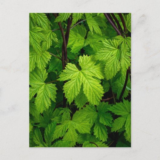 Grüne Reben Postkarte (Vorderseite)
