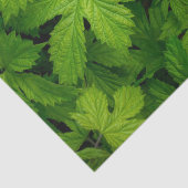 Grüne Reben Seidenpapier (Detail)
