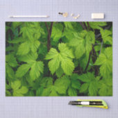 Grüne Reben Seidenpapier (Handwerk)