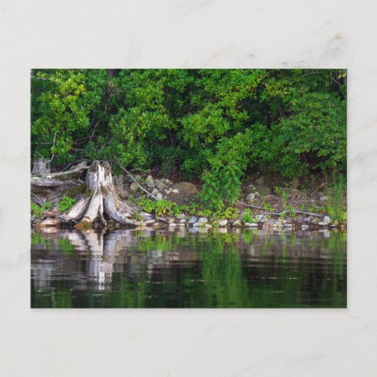 Grüne Reflektionen Postkarte (Vorderseite)