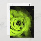 Grüne Rose Postkarte (Vorne/Hinten)