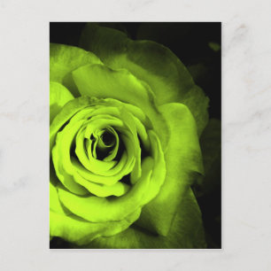 Grüne Rose Postkarte