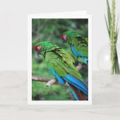 Grüne Rot- und Blausittiche Karte (Vorderseite)