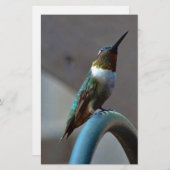 Grüne Ruby kleiner Hummingbird Briefpapier (Vorne/Hinten)