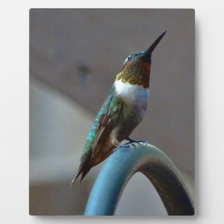 Grüne Ruby kleiner Hummingbird Fotoplatte