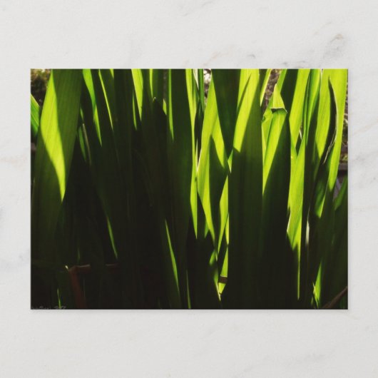 Grüne Schatten Blätter Postkarte (Vorderseite)