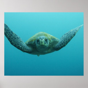 Grüne Schildkröte (Chelonia mydas agassisi), Mitte Poster