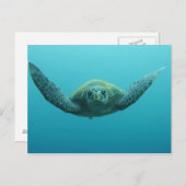 Grüne Schildkröte (Chelonia mydas agassisi), Mitte Postkarte (Vorne/Hinten)