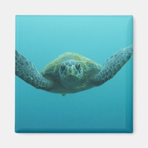 Grüne Schildkröte (Chelonia mydas agassisi), Zentr Magnet