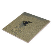 Grüne Schildkröte (Chelonia mydas), Bruchling Fliese (Seite)