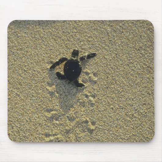 Grüne Schildkröte (Chelonia mydas), Bruchling Mousepad (Vorne)
