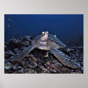 Grüne Schildkröte in Regal-Pose Poster