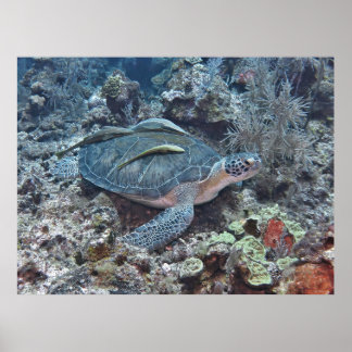 Grüne Schildkröte mit Hitchwanderer Poster
