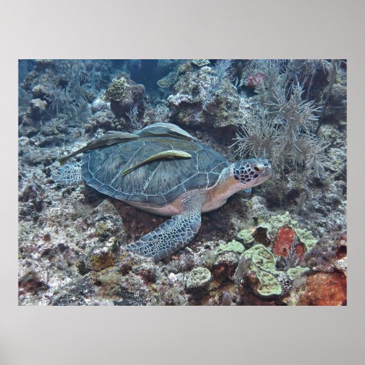 Grüne Schildkröte mit Hitchwanderer Poster (Vorne)